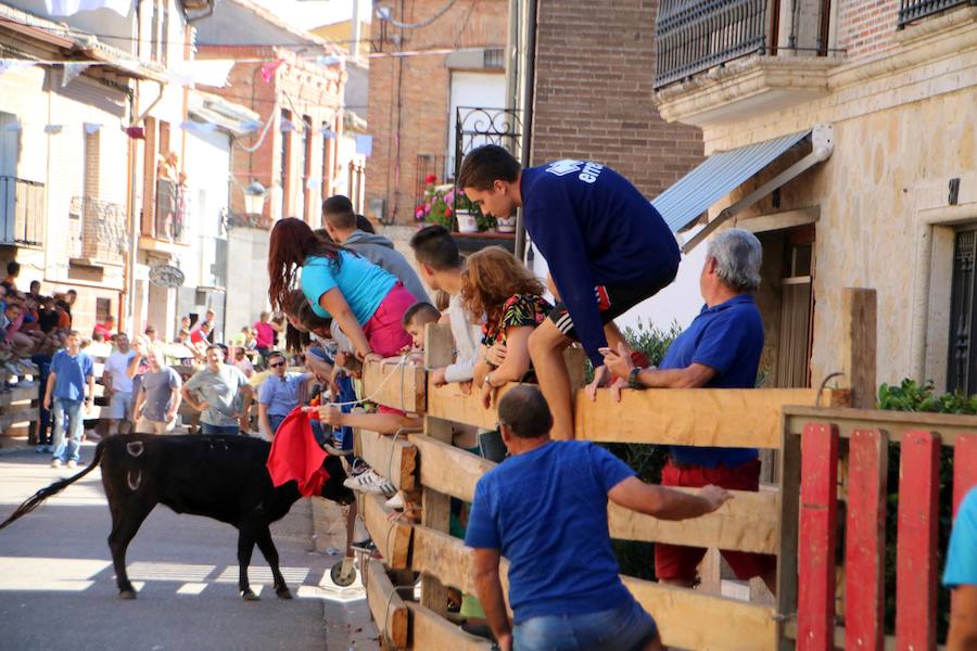 Torquemada vivió su jornada grande, con unos encierros que llevaron a las calles a jóvenes y mayores para disfrutar de los novillos. 