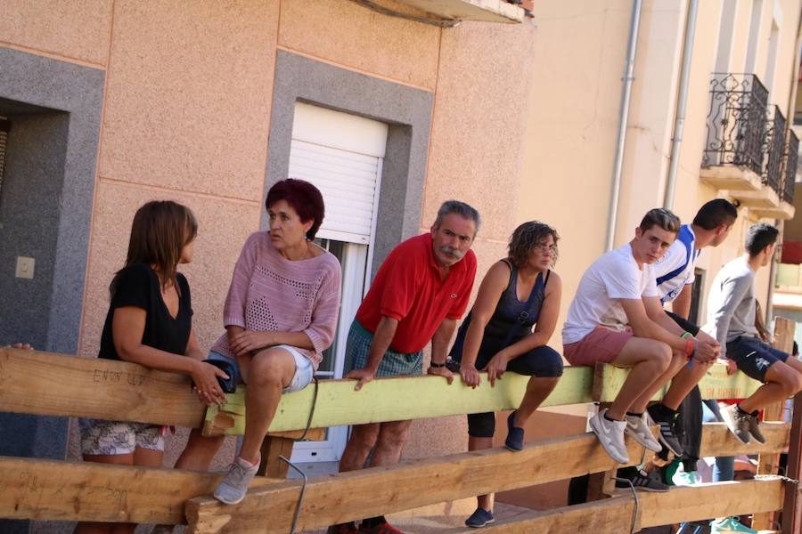 Torquemada vivió su jornada grande, con unos encierros que llevaron a las calles a jóvenes y mayores para disfrutar de los novillos. 