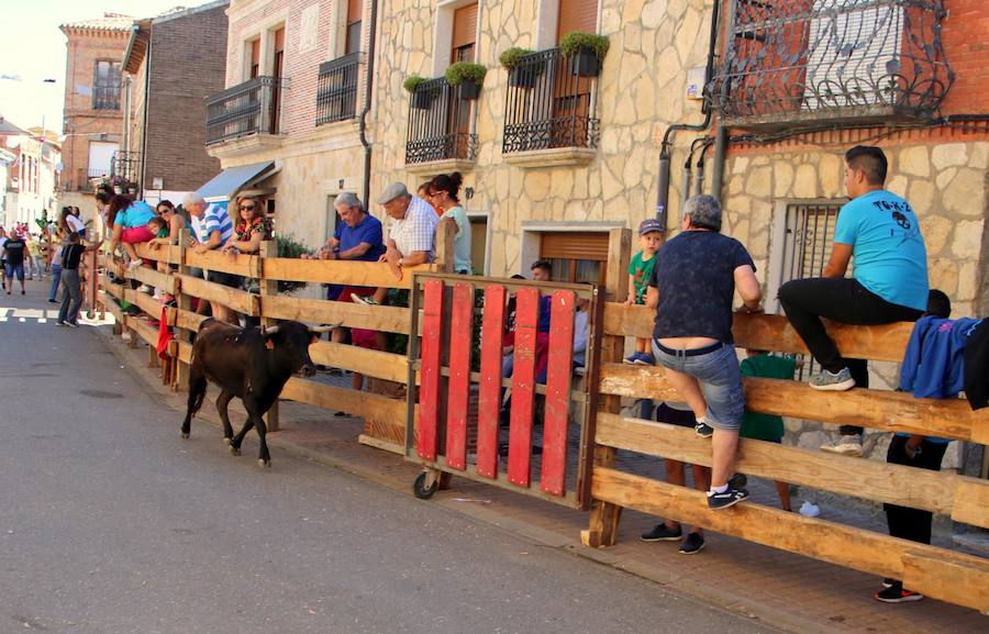 Torquemada vivió su jornada grande, con unos encierros que llevaron a las calles a jóvenes y mayores para disfrutar de los novillos. 