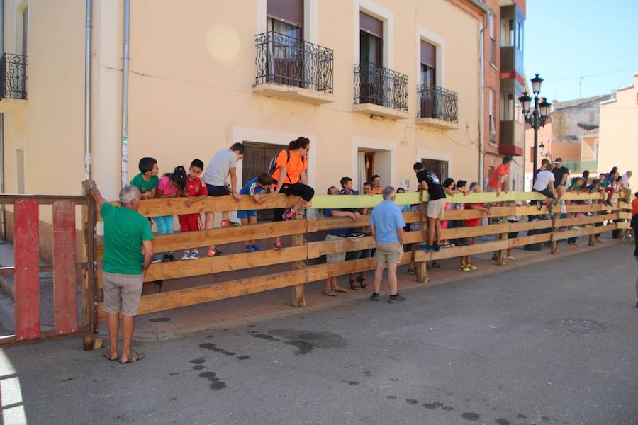 Torquemada vivió su jornada grande, con unos encierros que llevaron a las calles a jóvenes y mayores para disfrutar de los novillos. 