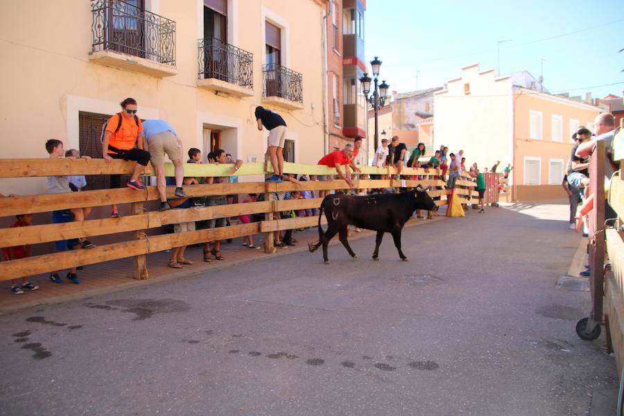 Torquemada vivió su jornada grande, con unos encierros que llevaron a las calles a jóvenes y mayores para disfrutar de los novillos. 