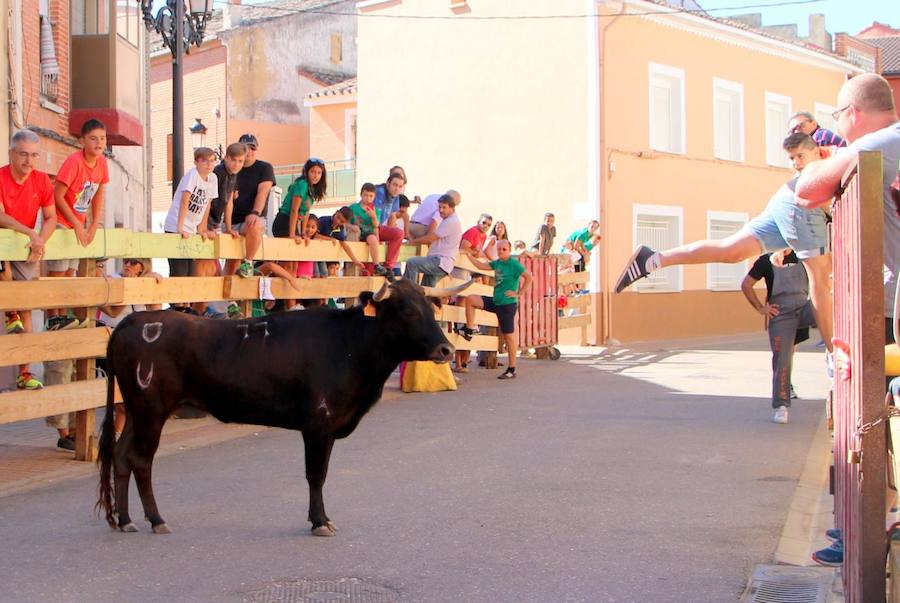 Torquemada vivió su jornada grande, con unos encierros que llevaron a las calles a jóvenes y mayores para disfrutar de los novillos. 
