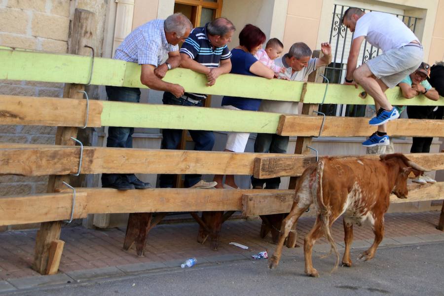 Torquemada vivió su jornada grande, con unos encierros que llevaron a las calles a jóvenes y mayores para disfrutar de los novillos. 