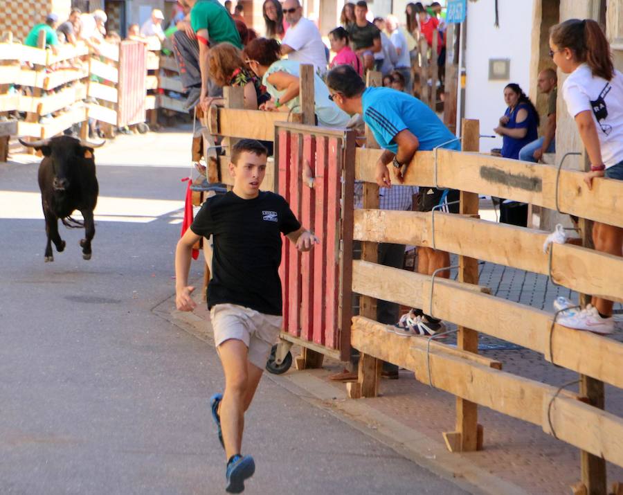 Torquemada vivió su jornada grande, con unos encierros que llevaron a las calles a jóvenes y mayores para disfrutar de los novillos. 