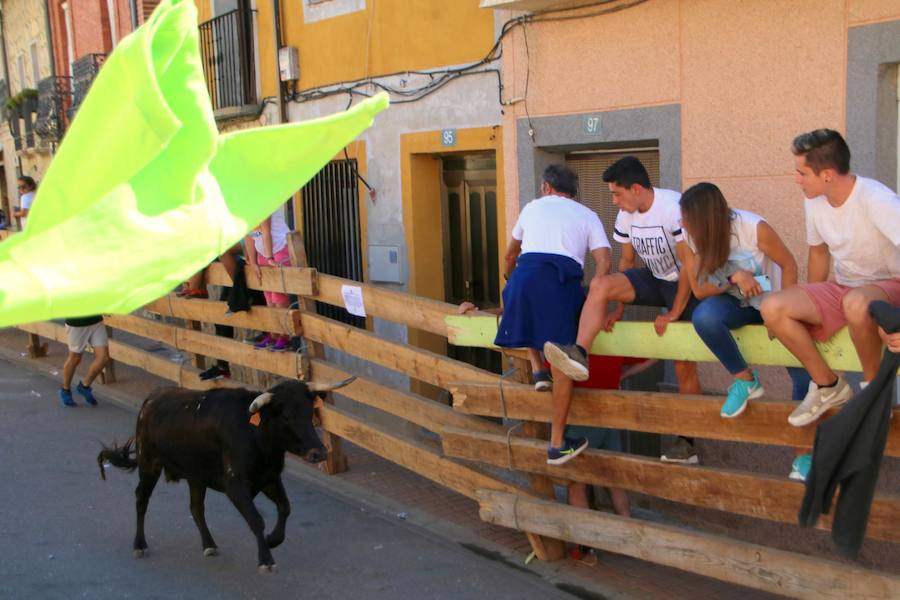 Torquemada vivió su jornada grande, con unos encierros que llevaron a las calles a jóvenes y mayores para disfrutar de los novillos. 