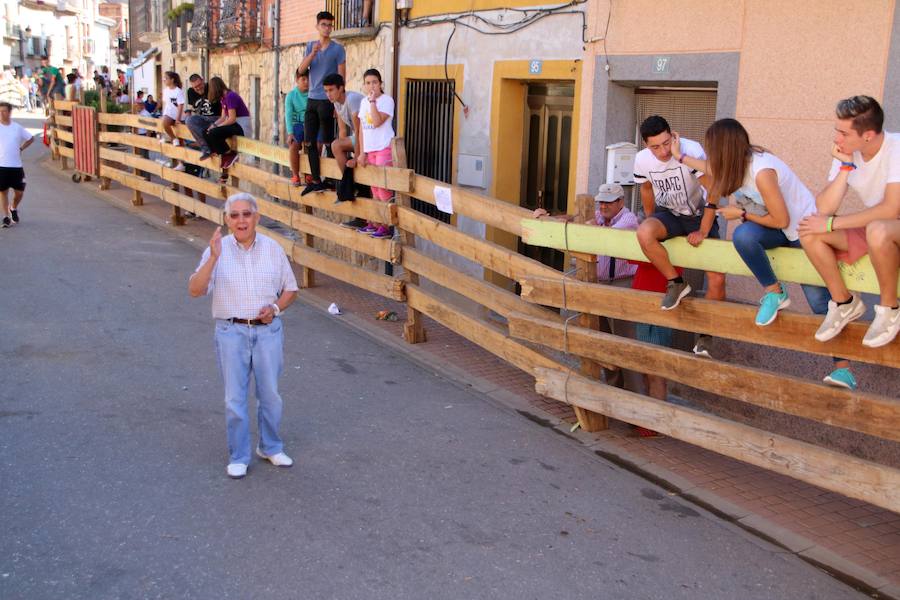 Torquemada vivió su jornada grande, con unos encierros que llevaron a las calles a jóvenes y mayores para disfrutar de los novillos. 