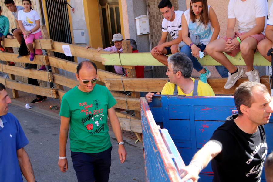 Torquemada vivió su jornada grande, con unos encierros que llevaron a las calles a jóvenes y mayores para disfrutar de los novillos. 