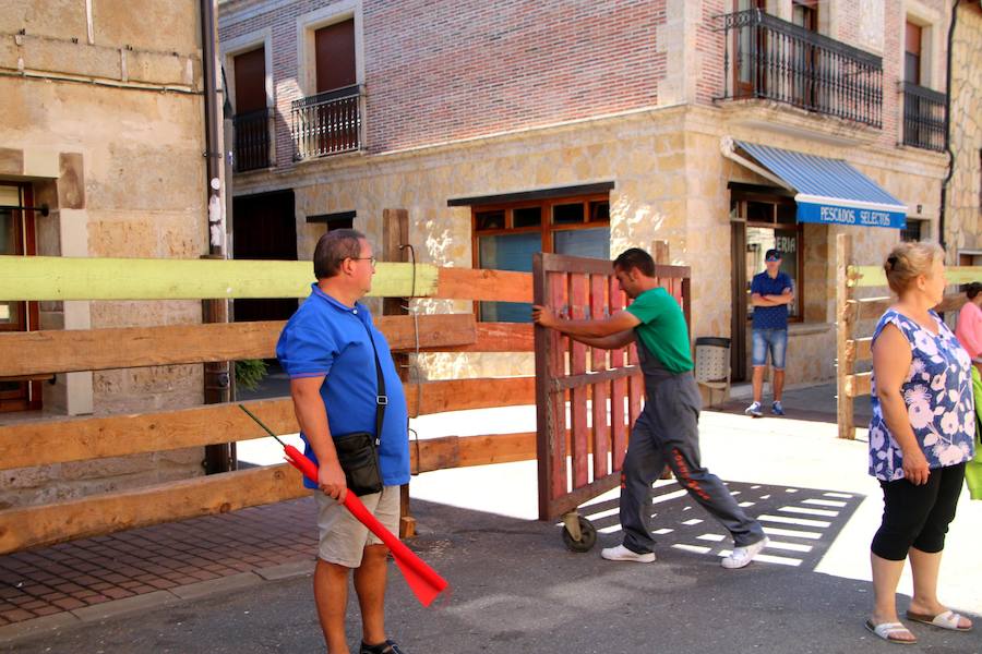 Torquemada vivió su jornada grande, con unos encierros que llevaron a las calles a jóvenes y mayores para disfrutar de los novillos. 