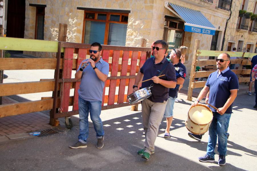 Torquemada vivió su jornada grande, con unos encierros que llevaron a las calles a jóvenes y mayores para disfrutar de los novillos. 