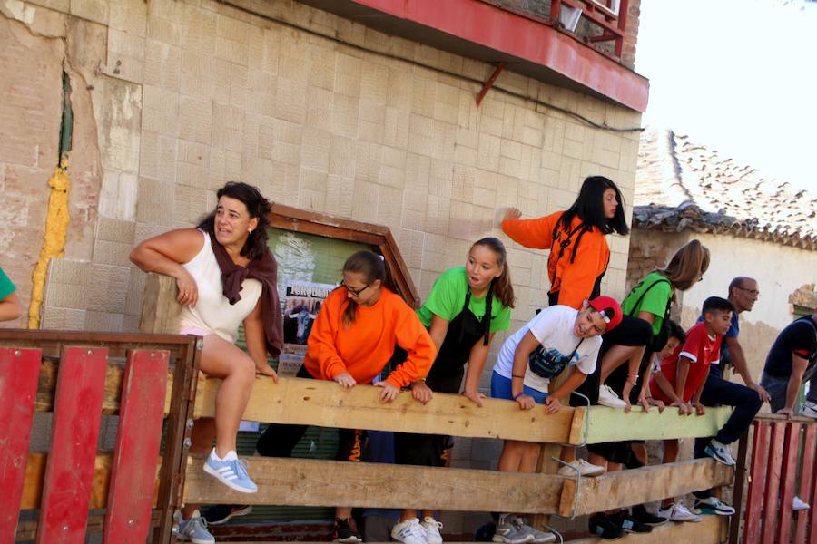 Torquemada vivió su jornada grande, con unos encierros que llevaron a las calles a jóvenes y mayores para disfrutar de los novillos. 