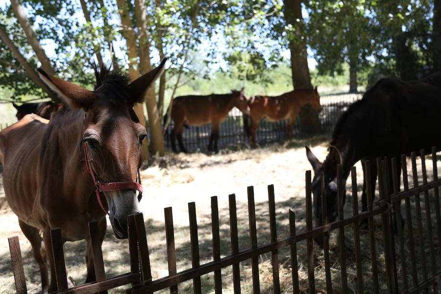 Castrillo de Villavega homenajeó al Cid durante la celebración de la Fiesta de la Trilla que se celebró el sábado 12.