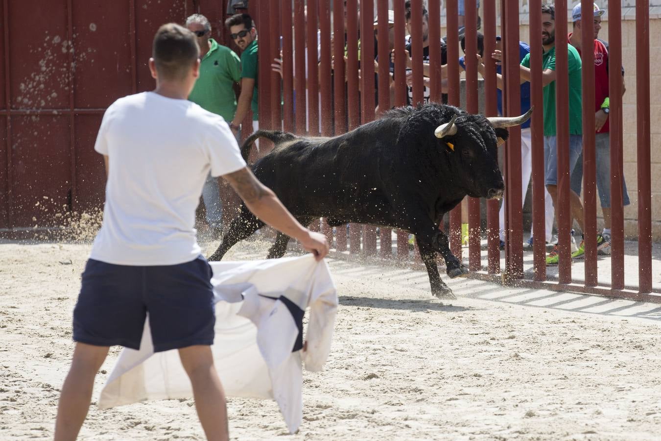 Encierro en las fiestas de Viana de Cega