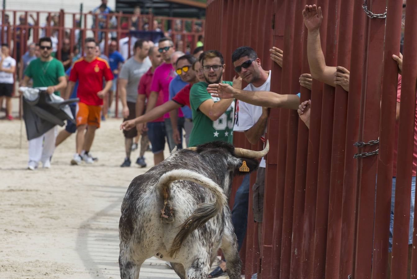 Encierro en las fiestas de Viana de Cega