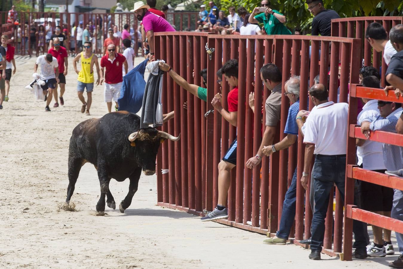 Encierro en las fiestas de Viana de Cega