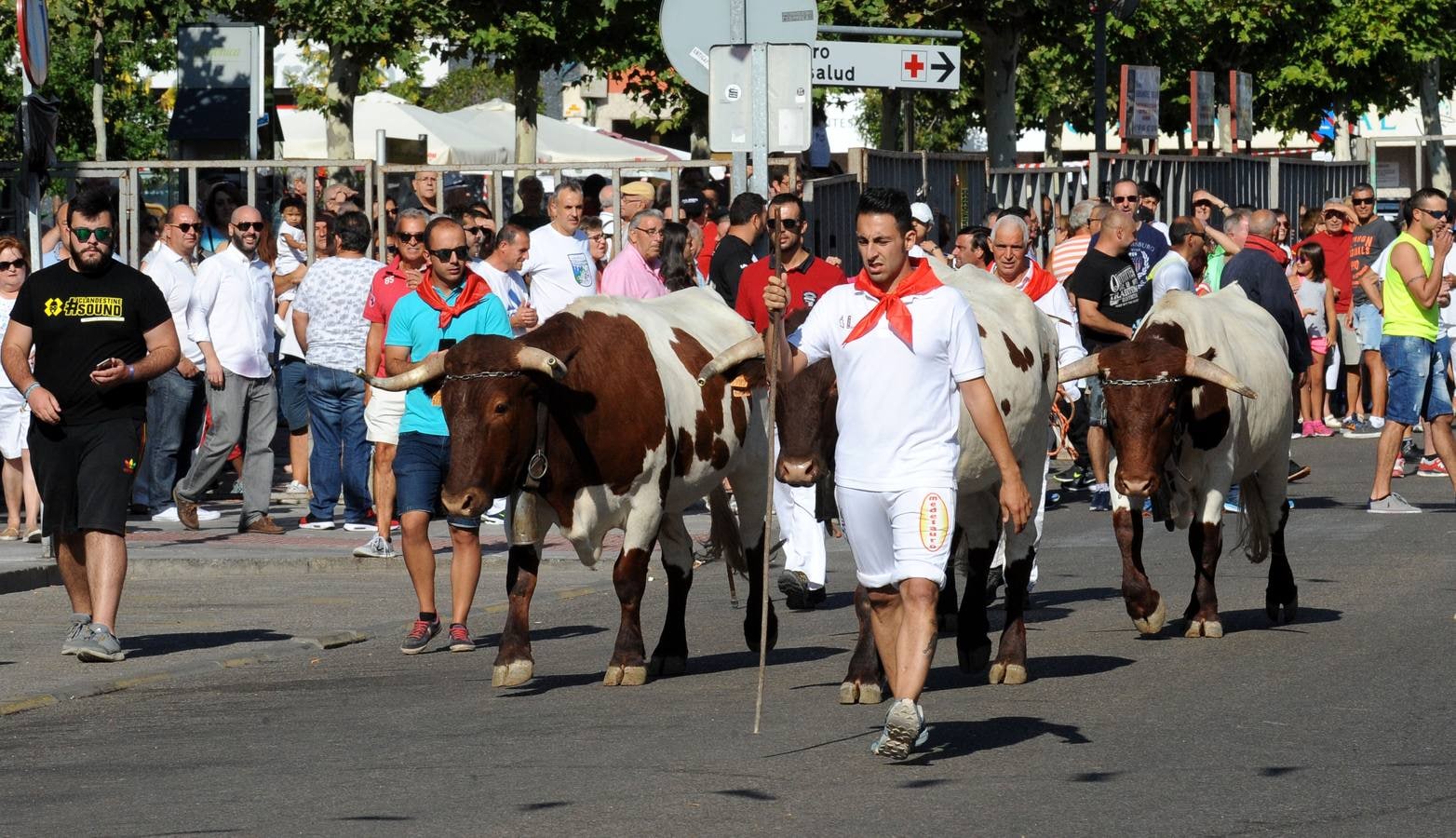 Tercer encierro de las fiestas de Tudela de Duero