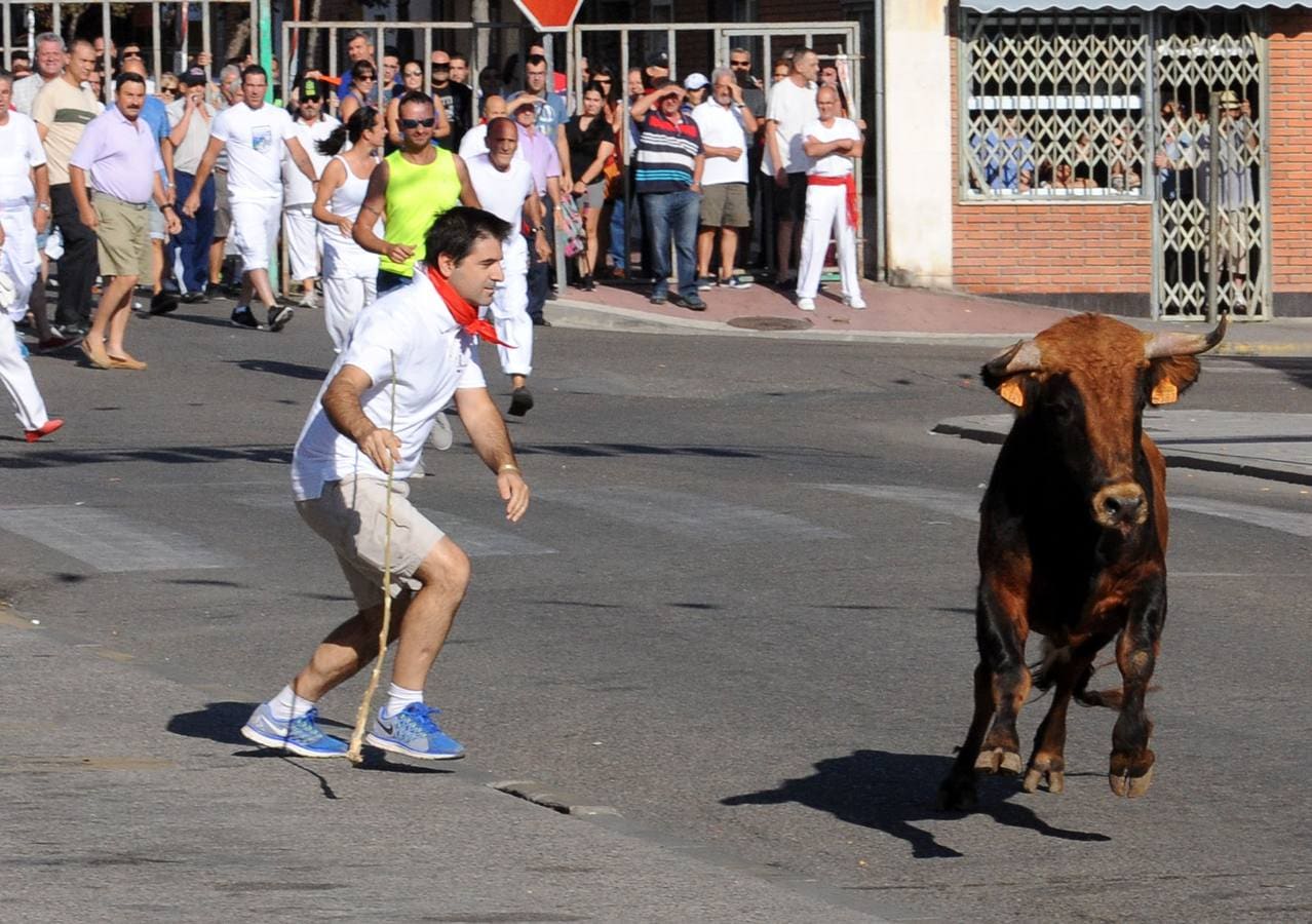 Tercer encierro de las fiestas de Tudela de Duero