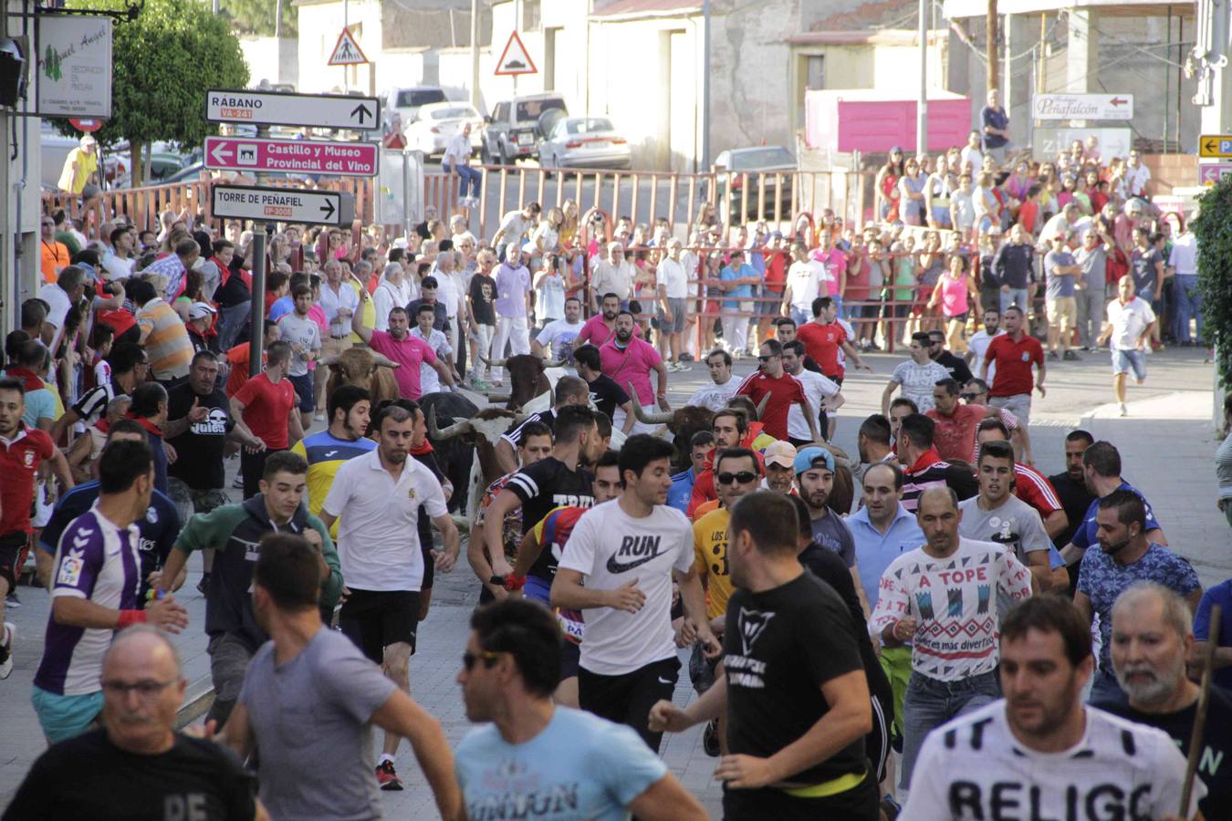 Encierro y posterior capea de las fiestas de Peñafiel