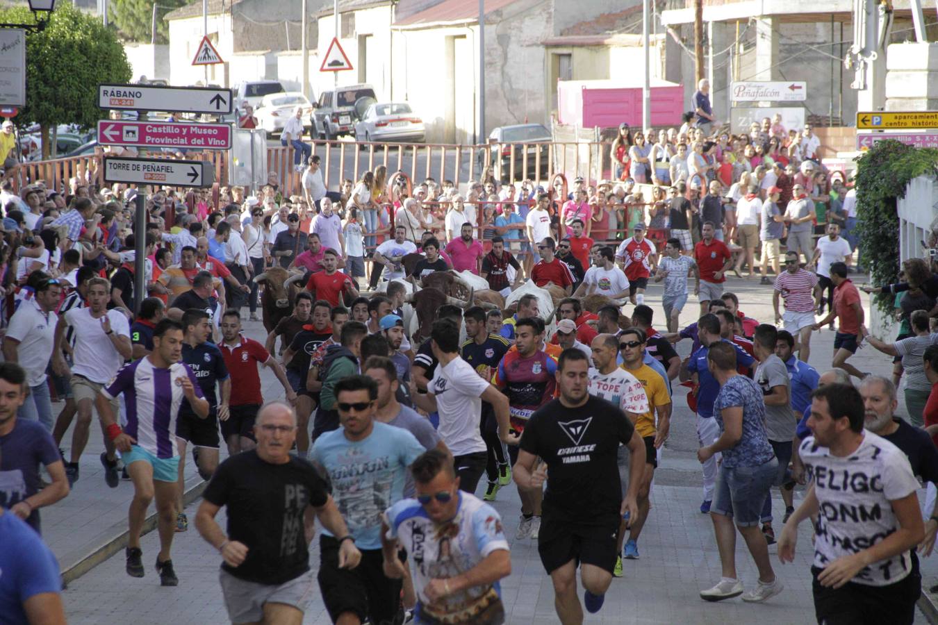 Encierro y posterior capea de las fiestas de Peñafiel