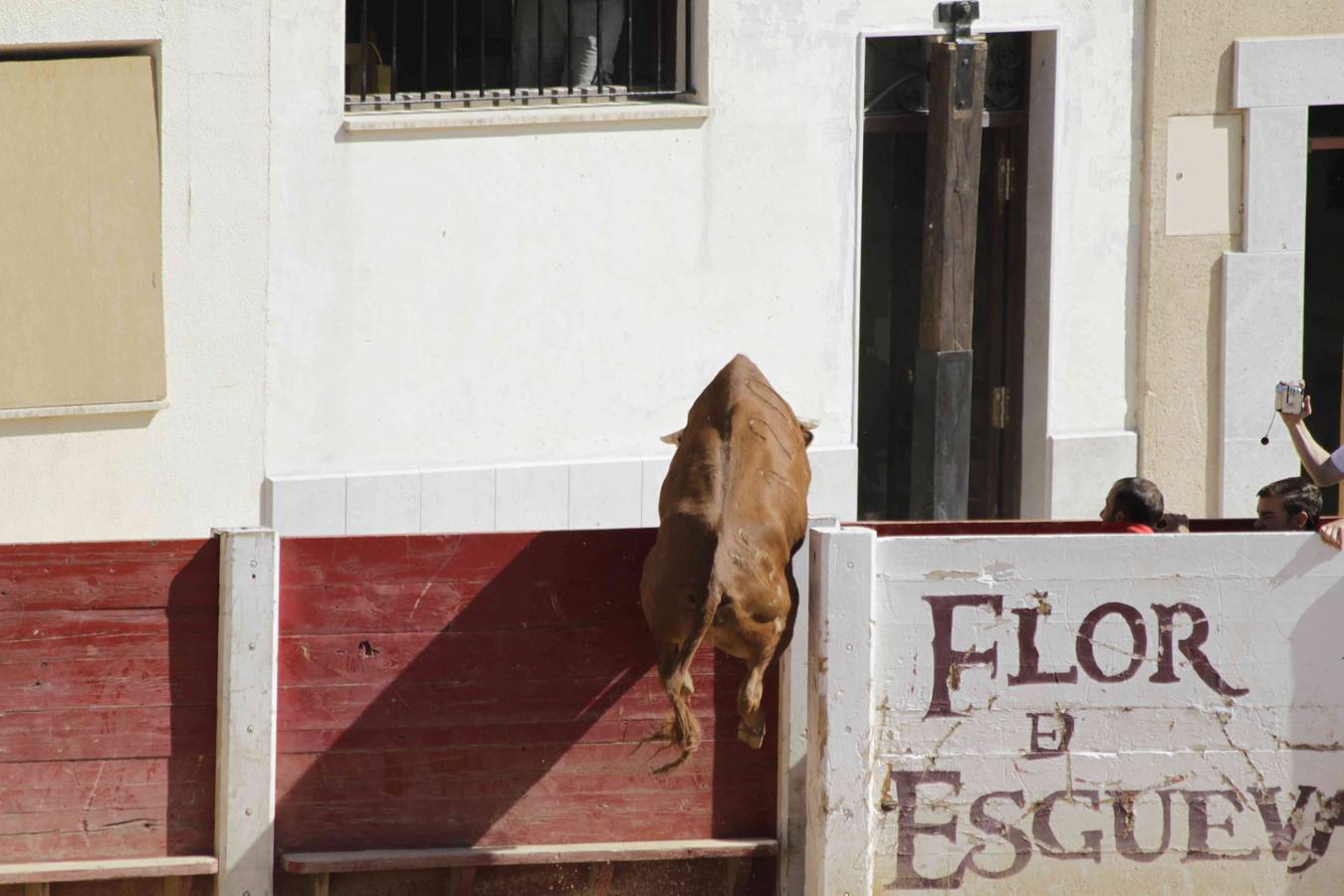 Encierro y posterior capea de las fiestas de Peñafiel