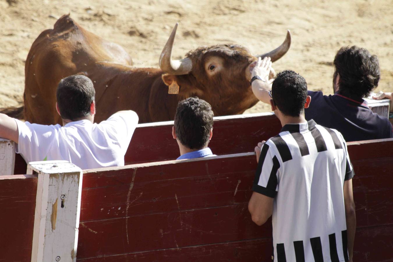 Encierro y posterior capea de las fiestas de Peñafiel