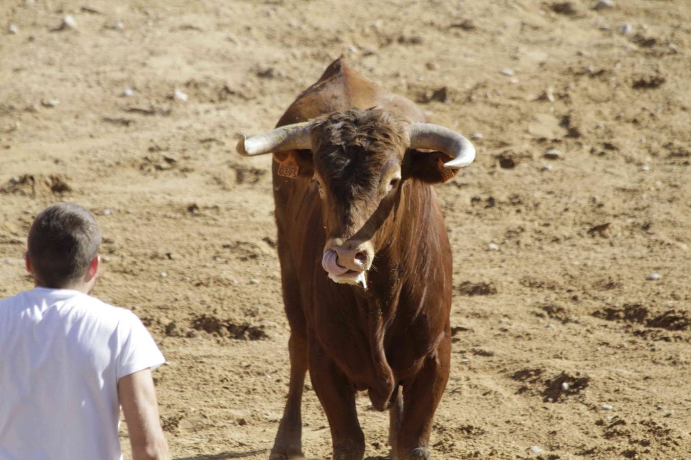 Encierro y posterior capea de las fiestas de Peñafiel