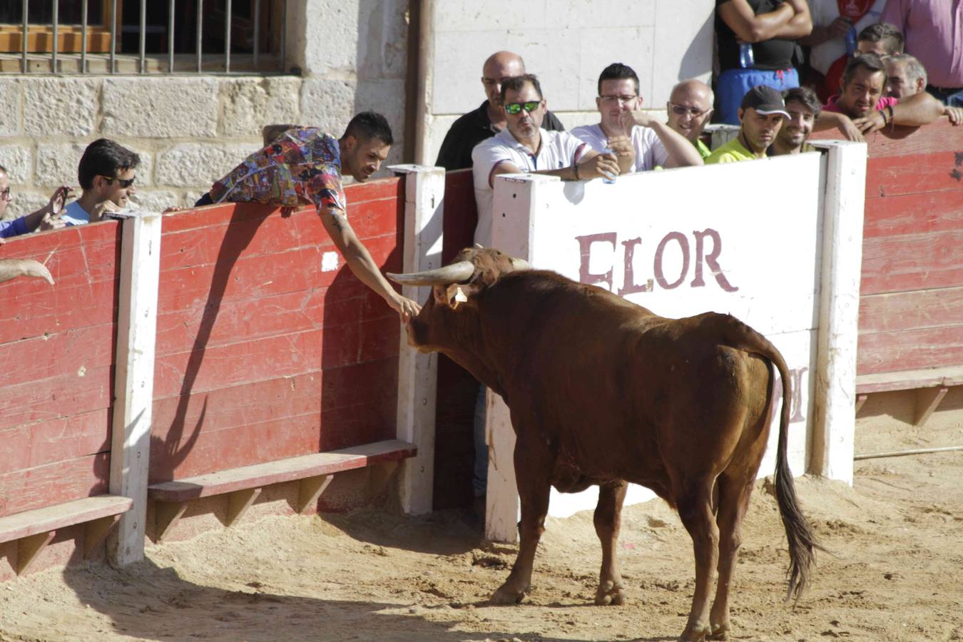 Encierro y posterior capea de las fiestas de Peñafiel