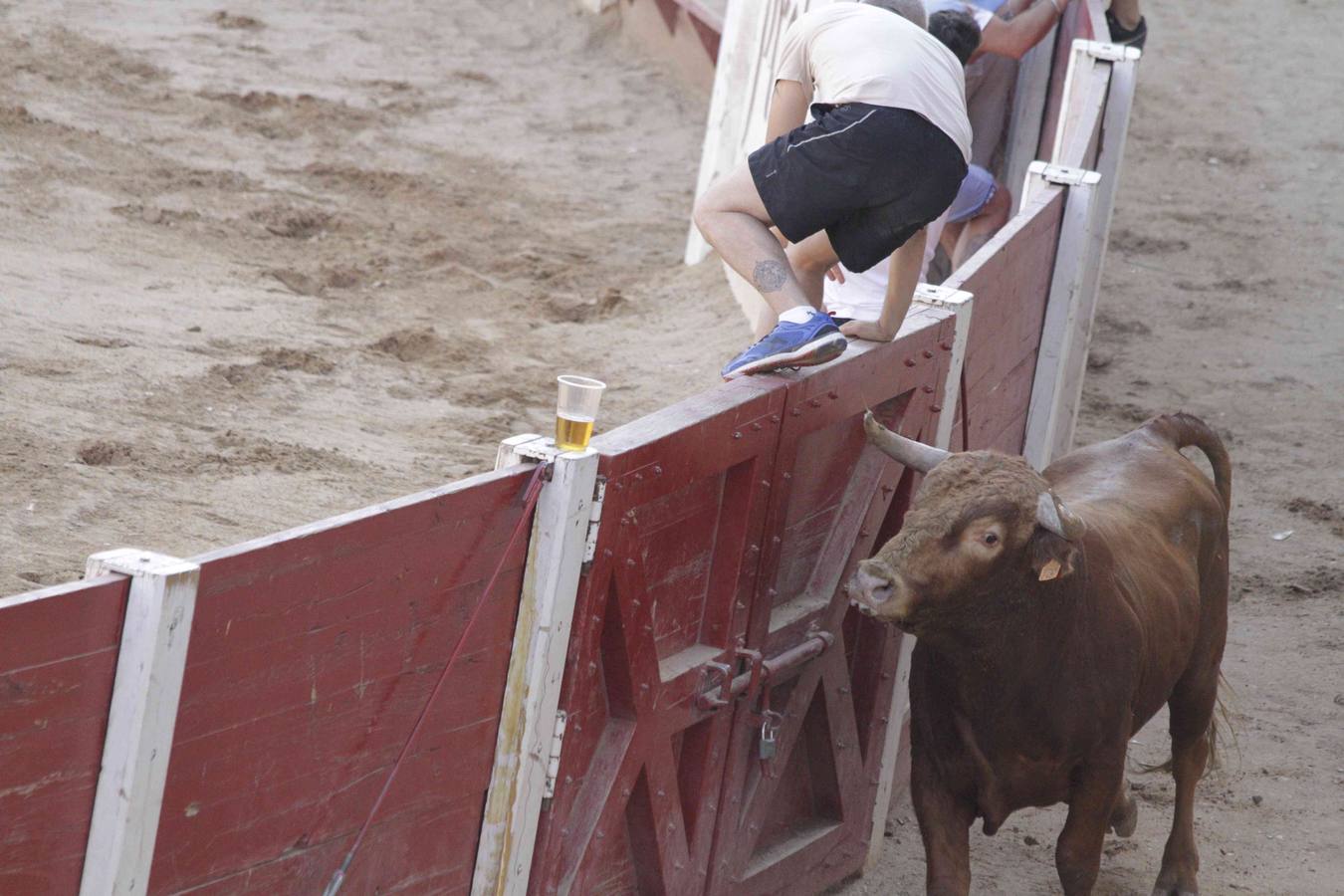 Encierro y posterior capea de las fiestas de Peñafiel