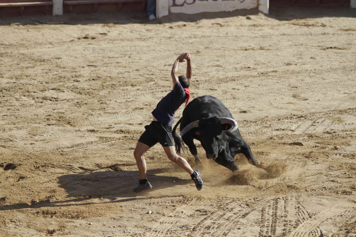 Encierro y posterior capea de las fiestas de Peñafiel