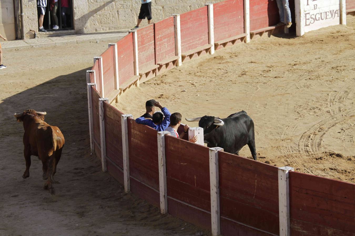 Encierro y posterior capea de las fiestas de Peñafiel