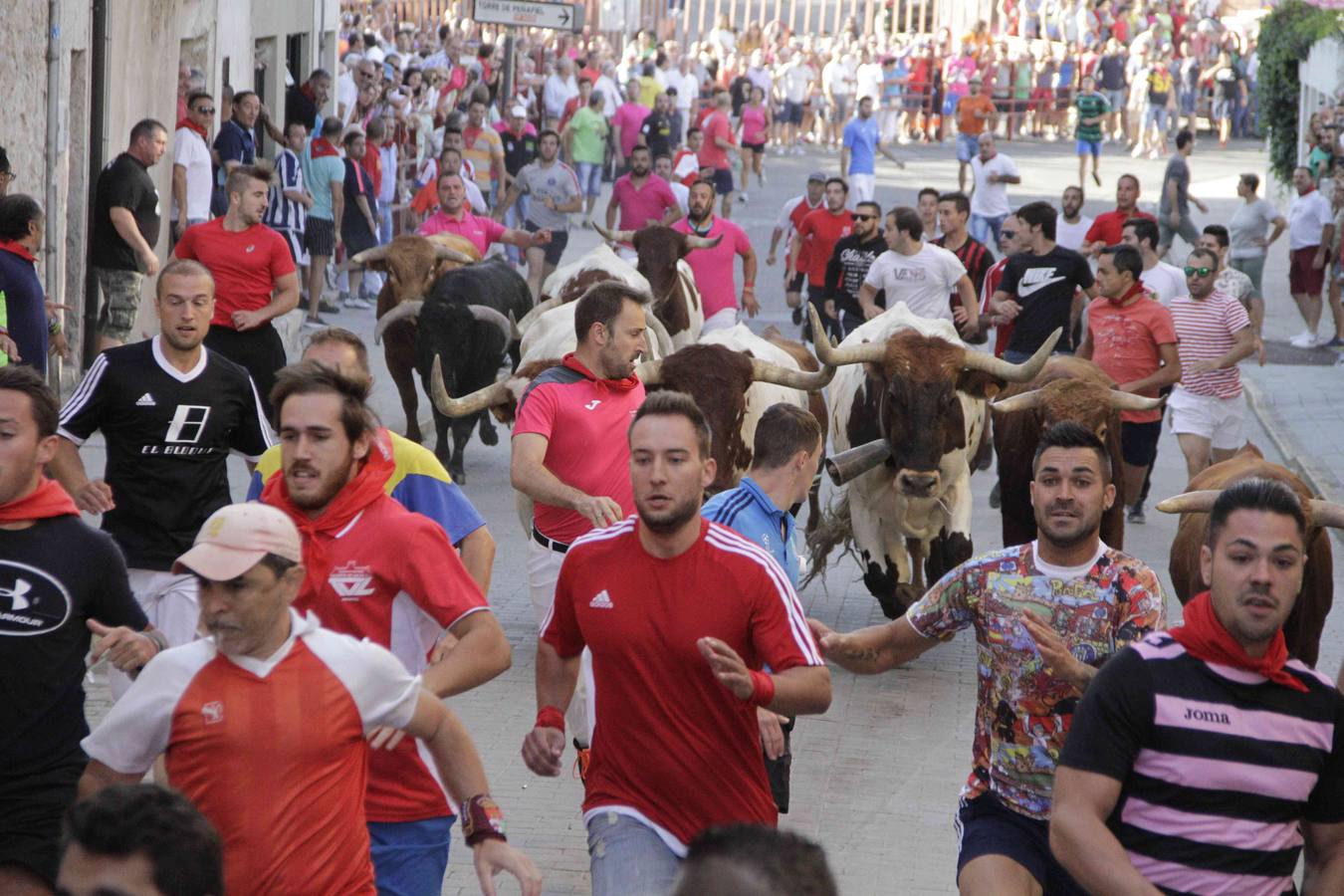 Encierro y posterior capea de las fiestas de Peñafiel