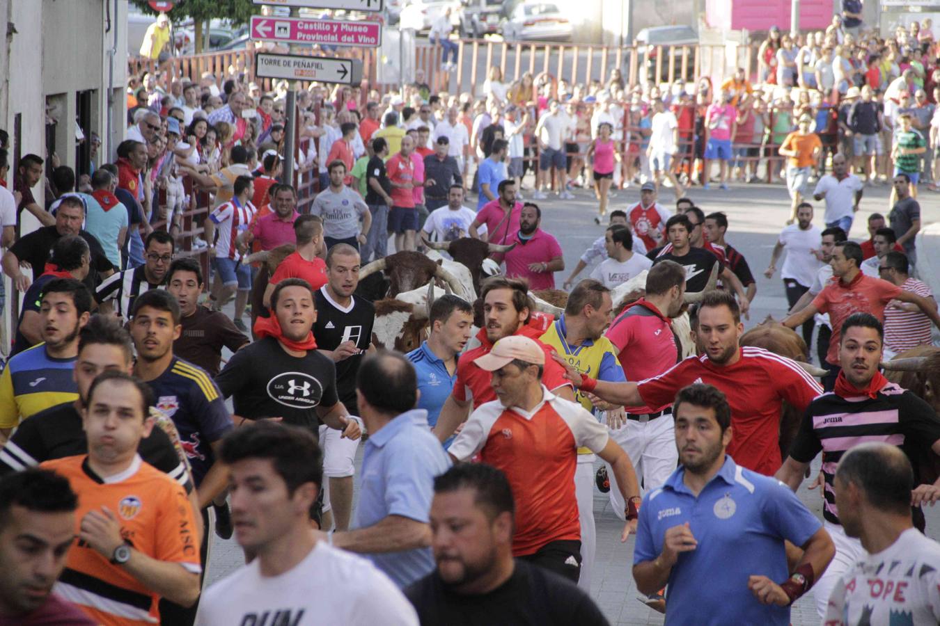 Encierro y posterior capea de las fiestas de Peñafiel