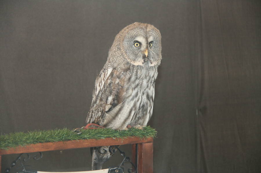 Jornada del sábado en &#039;Cuéllar Mudéjar&#039;