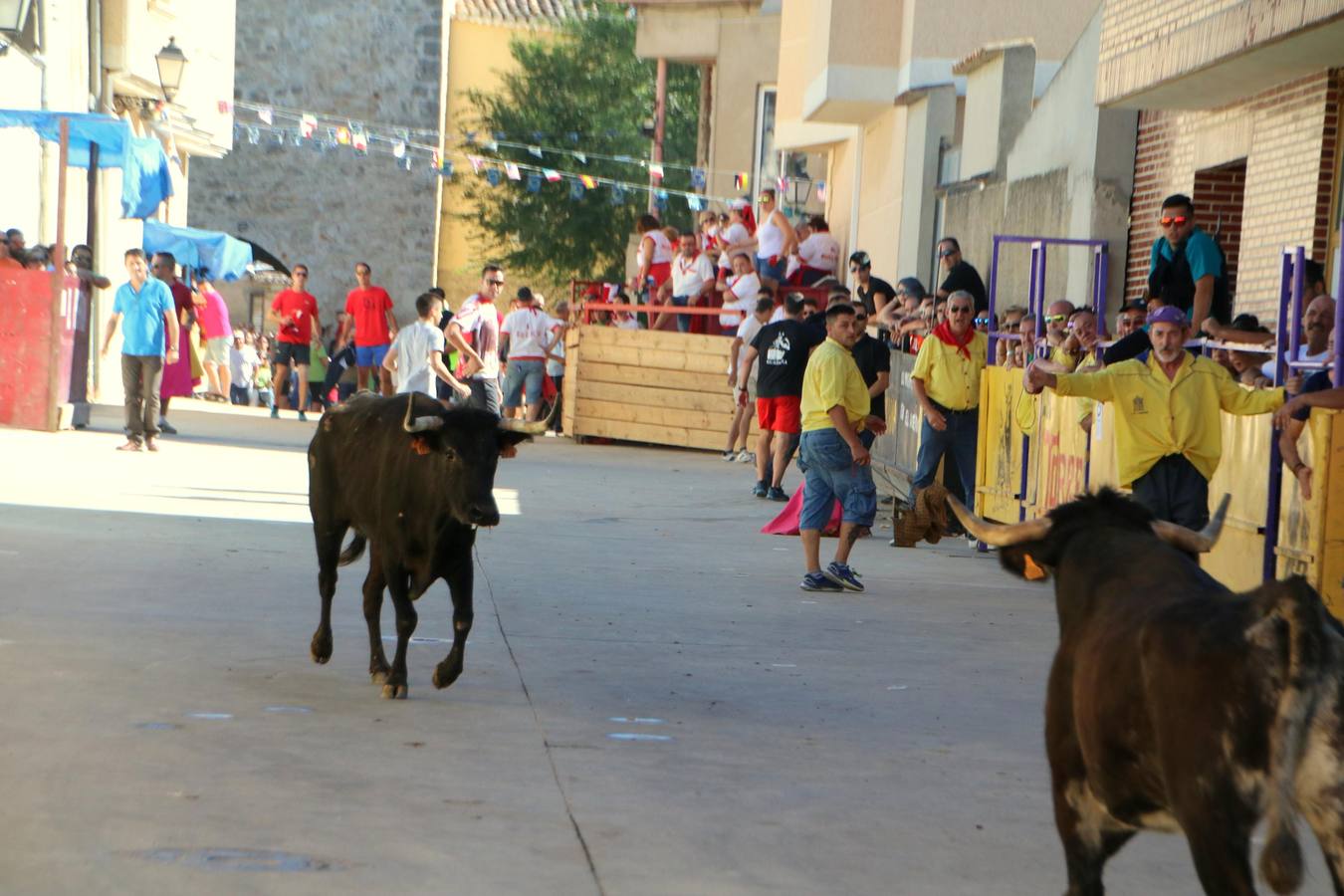 La localidad palentina despide sus fiestas con la última suelta taurina, que ha transcurrido sin incidentes y con numerosos aficionados