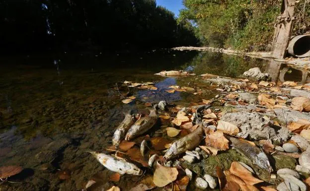 Varios ejemplares de peces yacían muertos ayer por la tarde en el río Pisuerga a su paso por Valoria la Buena.