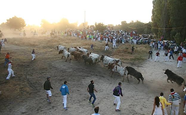 Salida del encierro de los corrales del Cega. 