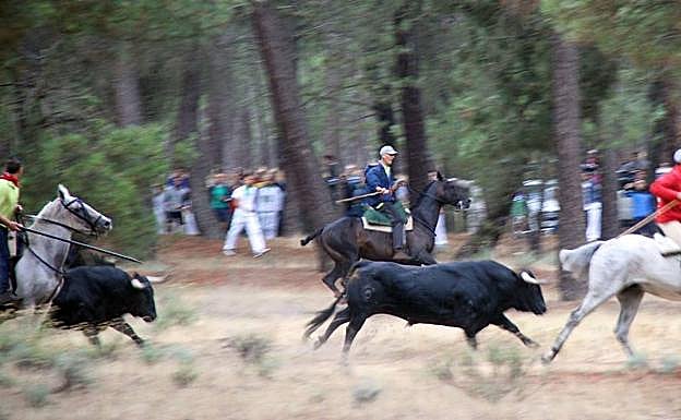 Los caballistas conducen a los toros por los pinares.