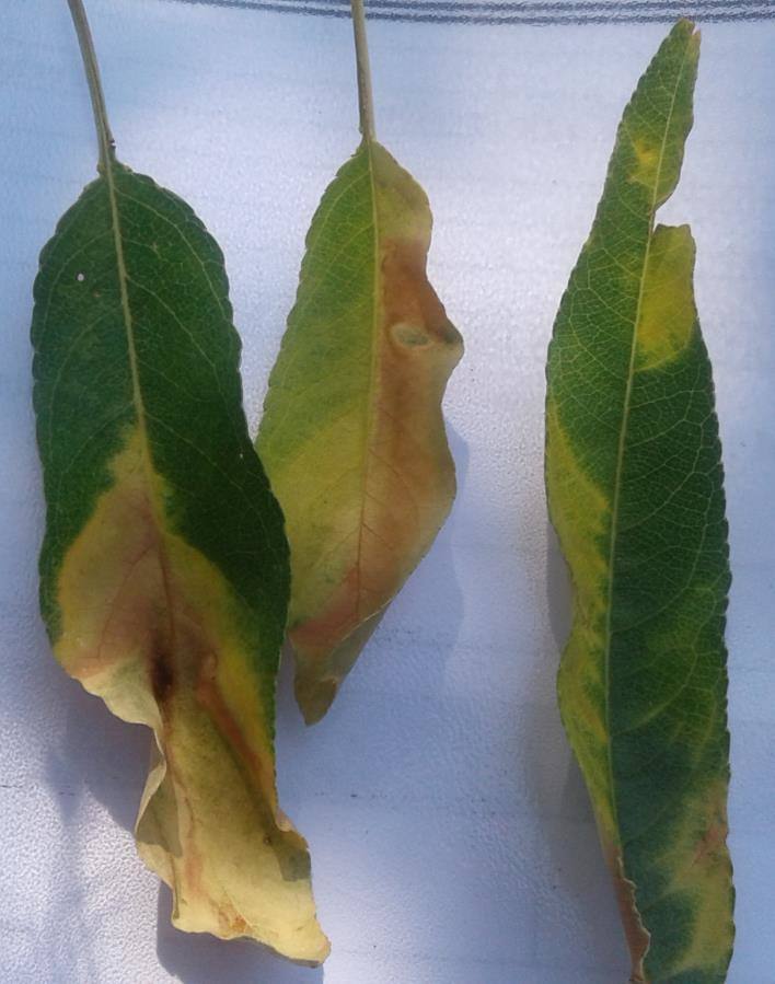 Imagen secundaria 2 - La 'Xylella fastidiosa'afecta a las hojas de los almendros 'quemándolas'