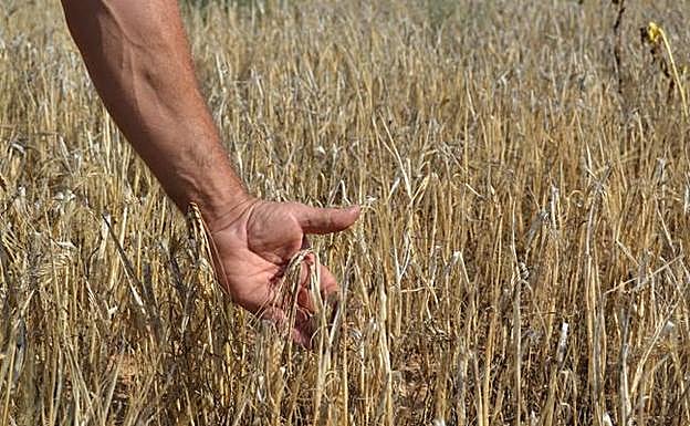 Plantación afectada por la sequía 