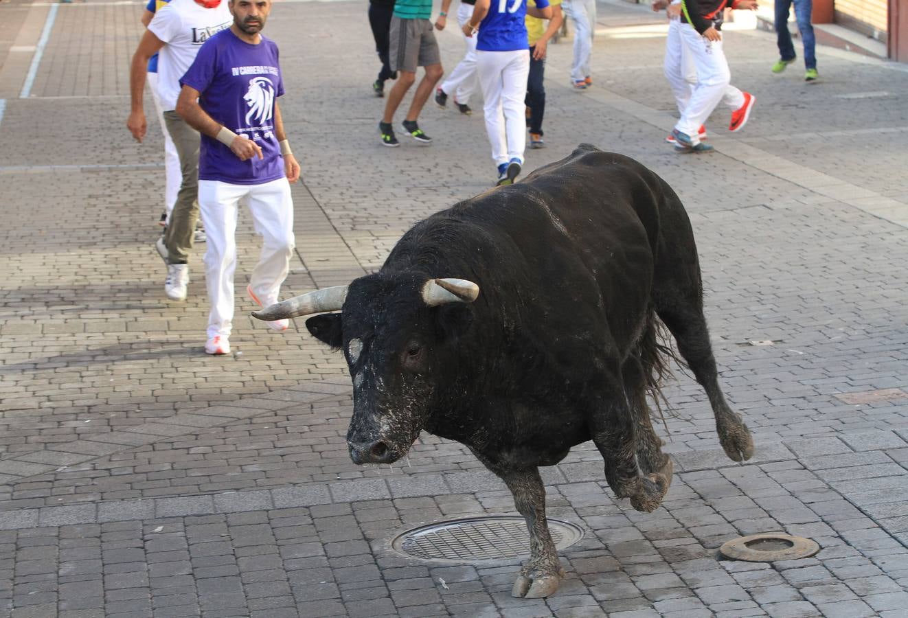 Los toros de la ganadería de Lagunajanada, protagonizaron momentos emocionantes y peligrosos en las calles, al entrar toda la manada disgregada