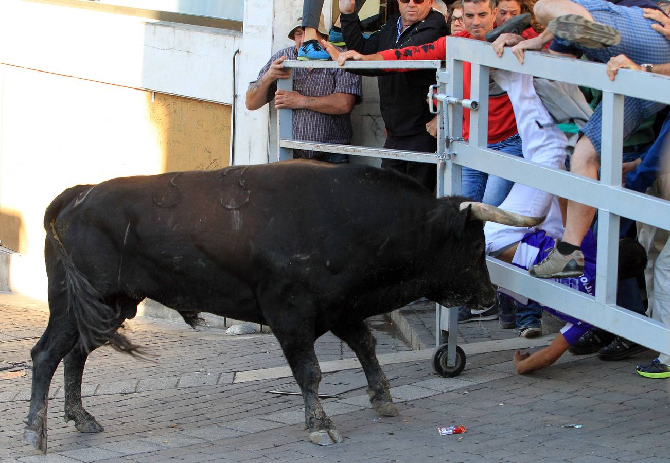 Los toros de la ganadería de Lagunajanada, protagonizaron momentos emocionantes y peligrosos en las calles, al entrar toda la manada disgregada