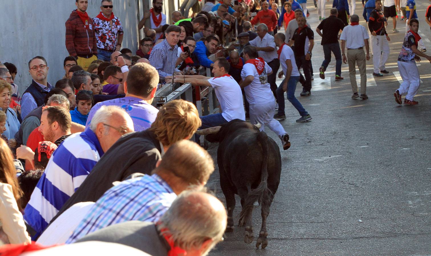 Los toros de la ganadería de Lagunajanada, protagonizaron momentos emocionantes y peligrosos en las calles, al entrar toda la manada disgregada