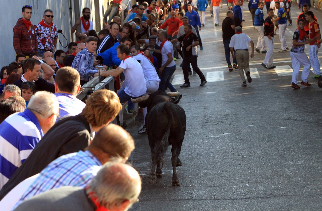 Los toros de la ganadería de Lagunajanada, protagonizaron momentos emocionantes y peligrosos en las calles, al entrar toda la manada disgregada