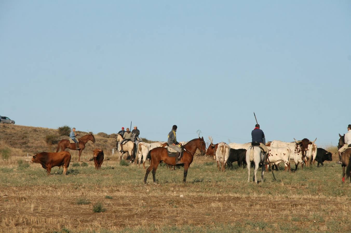Los primeros novillos entraron en el coso taurino tras un recorrido de apenas dos minutos