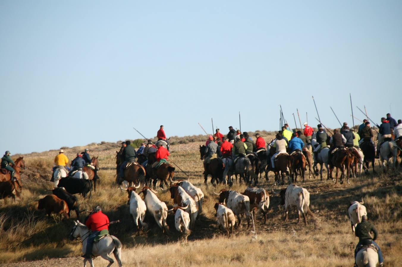 Los primeros novillos entraron en el coso taurino tras un recorrido de apenas dos minutos