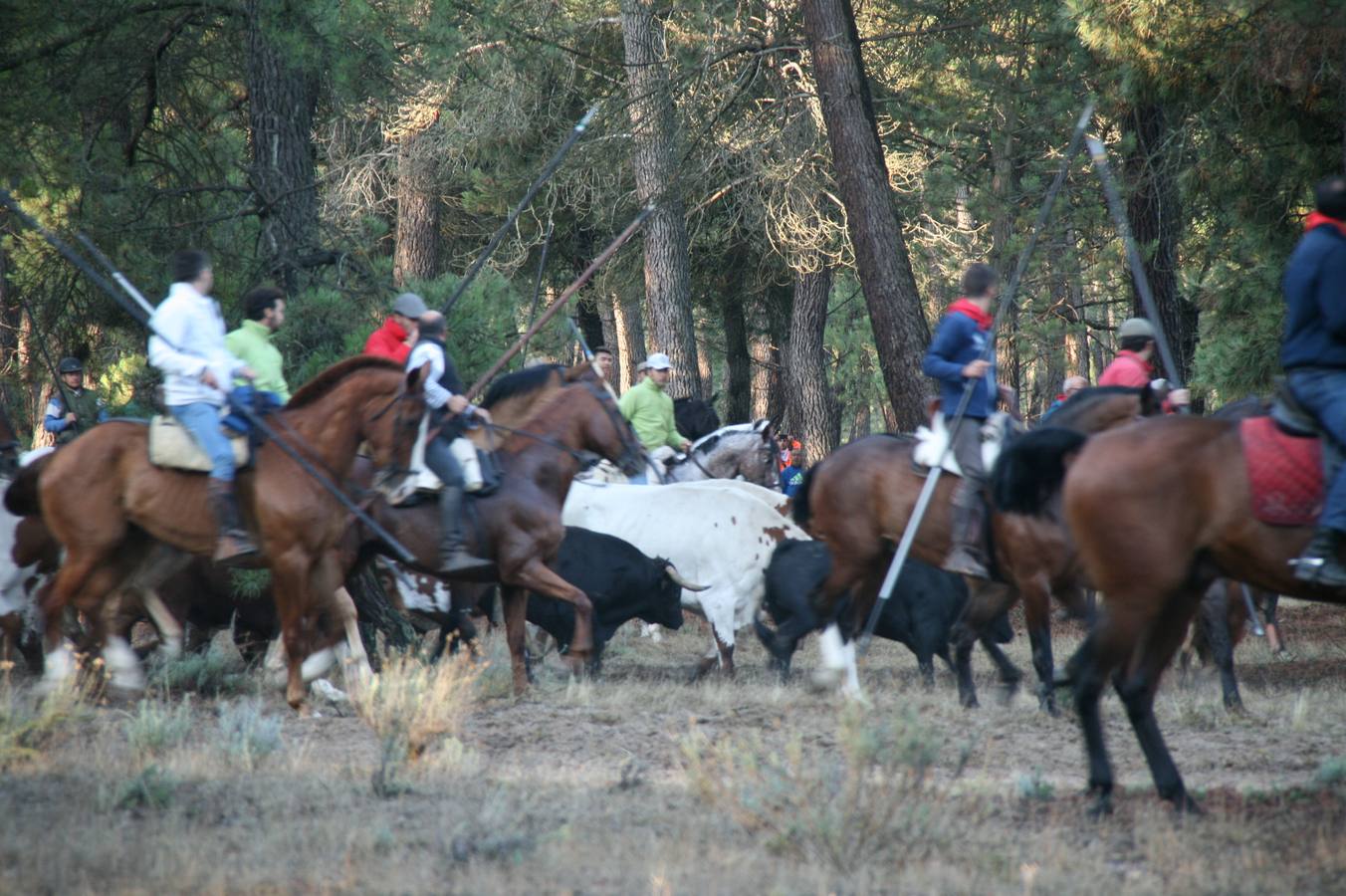 Los primeros novillos entraron en el coso taurino tras un recorrido de apenas dos minutos