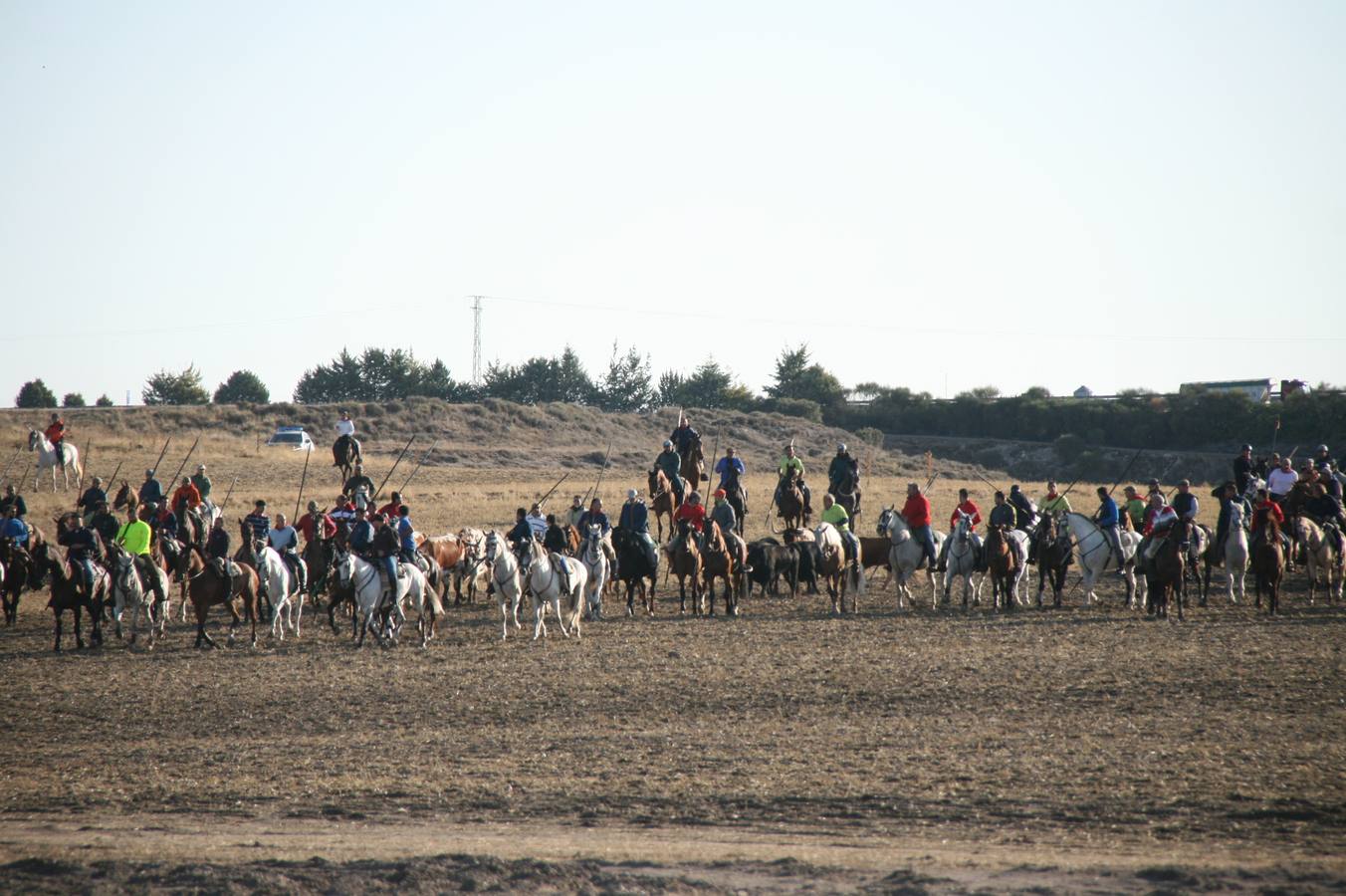 Los primeros novillos entraron en el coso taurino tras un recorrido de apenas dos minutos