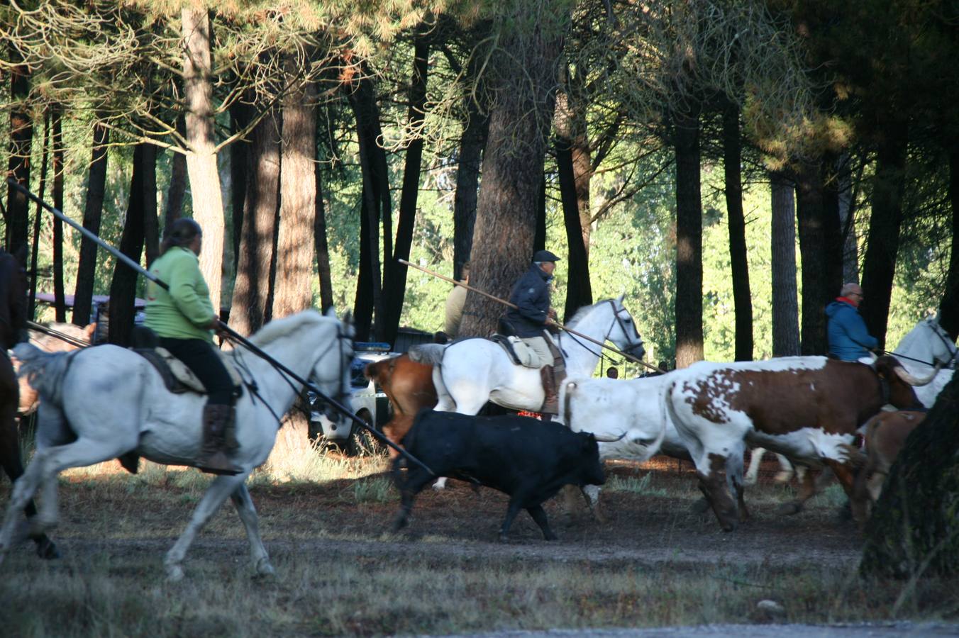 Los primeros novillos entraron en el coso taurino tras un recorrido de apenas dos minutos