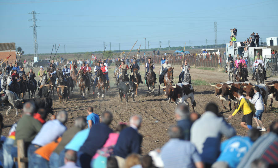 Segundo encierro de las fiestas de Medina del Campo