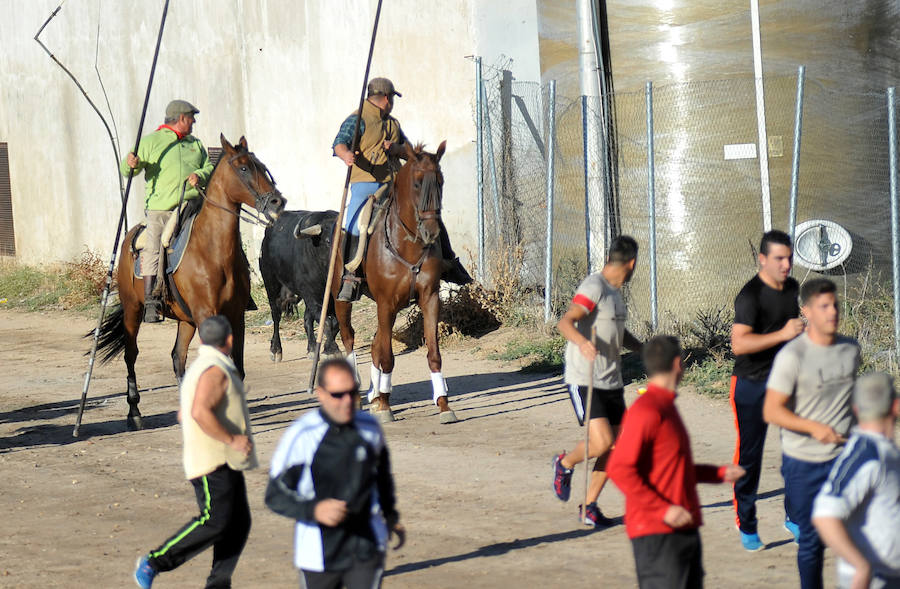 Segundo encierro de las fiestas de Medina del Campo