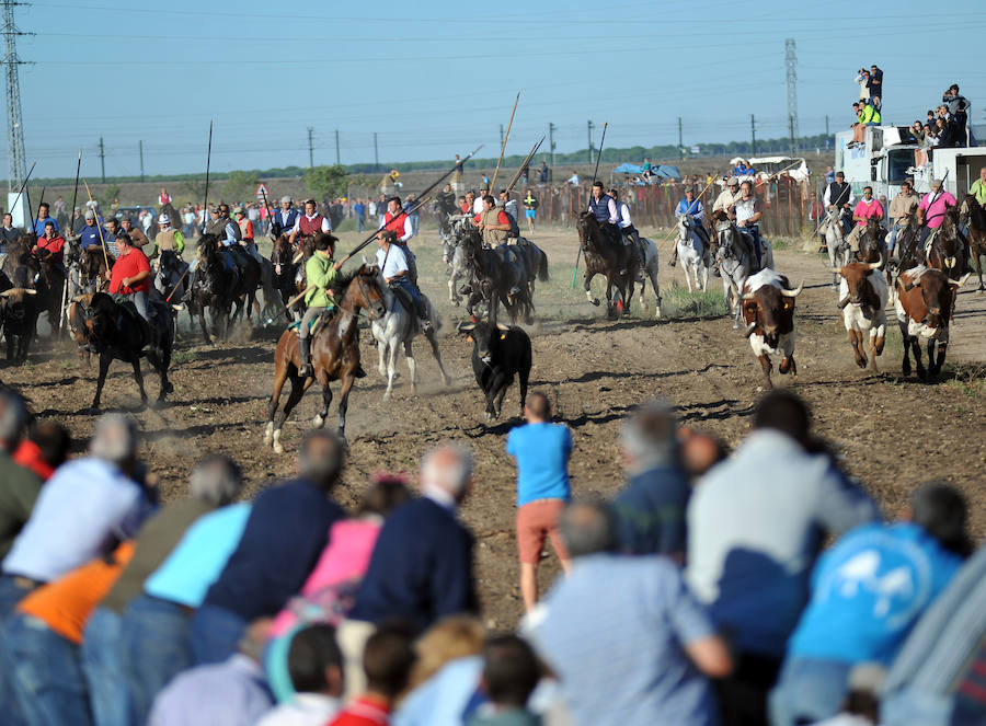 Segundo encierro de las fiestas de Medina del Campo